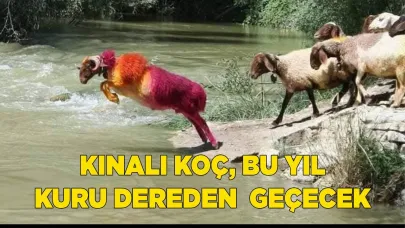 KINALI KOÇ, BU YIL KURU DEREDEN  GEÇECEK