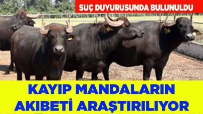 ÇİVRİL'DE KAYIP MANDALARIN AKIBETİ ARAŞTIRILIYOR
