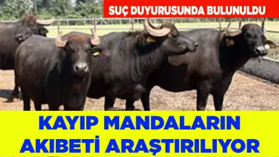 ÇİVRİL'DE KAYIP MANDALARIN AKIBETİ ARAŞTIRILIYOR