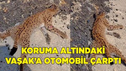 KORUMA ALTINDAKİ VAŞAK ARAÇ ALTINDA KALDI