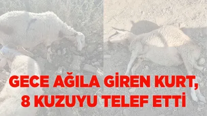Gece ağıla giren kurt, 8 kuzuyu telef etti