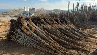 Ceviz Bahçesi Kurmak İçin Doğru Zaman