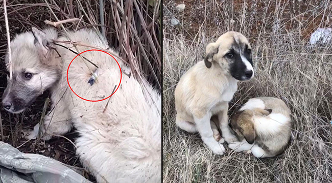 AKBABA ÖLDÜRÜLEN KÖPEKLER İLE İLGİLİ KONUŞTU