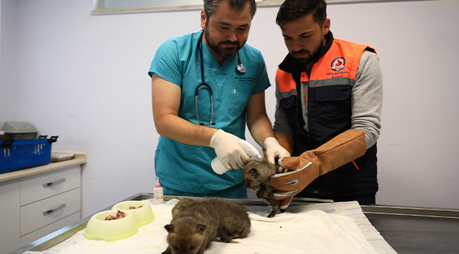 Büyükşehir Yavru Tilkilere Sahip Çıktı