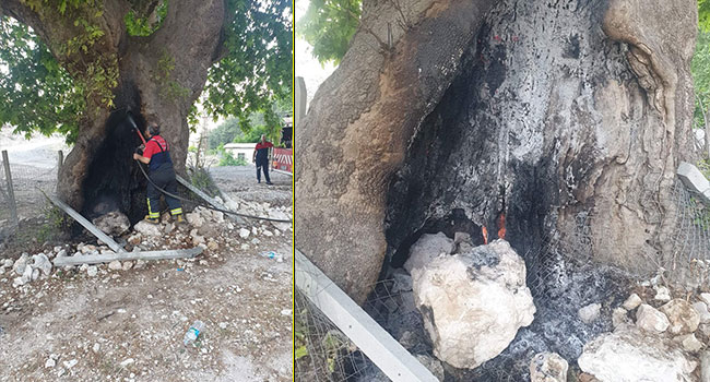 Meradaki 4 Asırlık Çınar Ağacını Yaktılar