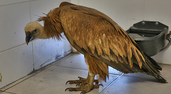 KIZIL AKBABAYA BÜYÜKŞEHİR SAHİP ÇIKTI