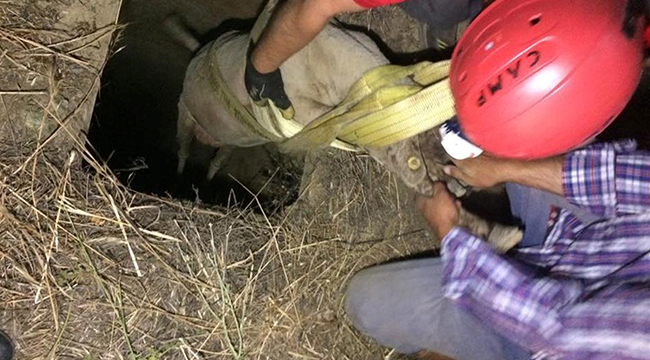 Kuyuya Düşen Koyunu İtfaiye Kurtardı