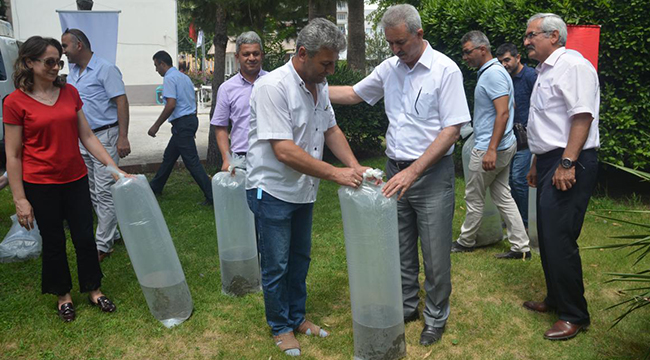 Denizli’de 105 Bin Adet Yavru Sazan Balığı Göletlere Bırakıldı