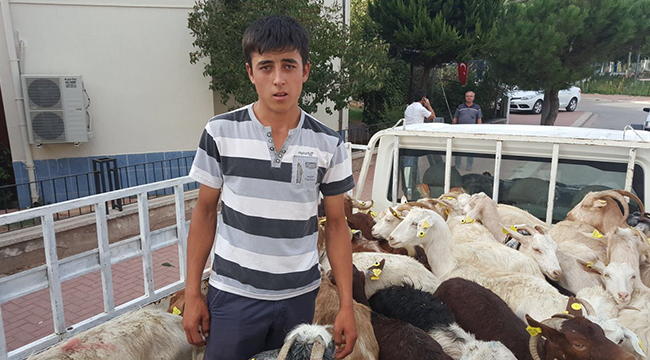 GENÇ ÇİFTÇİLERE KURA İLE KÜÇÜKBAŞ HAYVAN DAĞITILDI