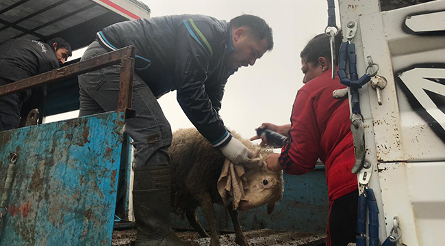 BAKLAN’DA GENÇ ÇİFTÇİLERE CANLI HAYVAN DAĞITIMI YAPILDI