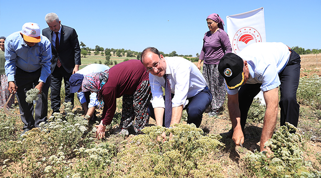 Başkan Örki Çiftçilerle İlk Kekik Hasadını Yaptı