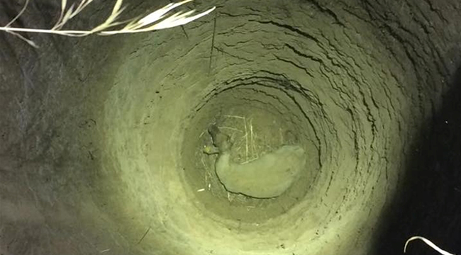 Kuyuya Düşen Koyunu İtfaiye Kurtardı