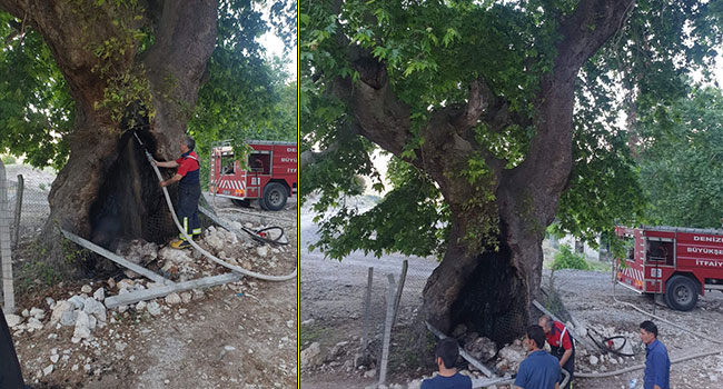 Meradaki 4 Asırlık Çınar Ağacını Yaktılar