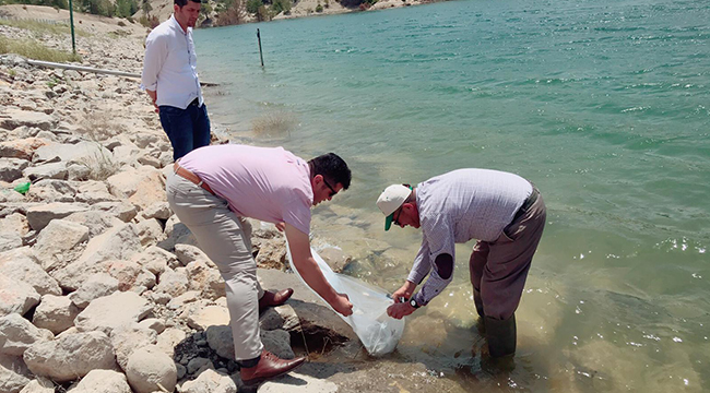 Denizli’de 105 Bin Adet Yavru Sazan Balığı Göletlere Bırakıldı