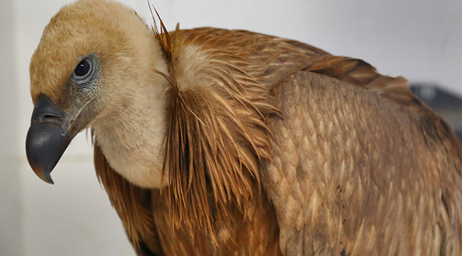 KIZIL AKBABAYA BÜYÜKŞEHİR SAHİP ÇIKTI