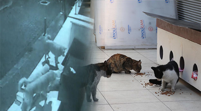 SOKAK KÖPEKLERİNİN KEDİ EVİNE SALDIRISI KAMERADA