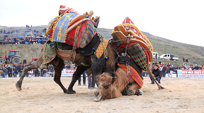 SARAYKÖY 35. GELENEKSEL DEVE GÜREŞLERİ FESTİVALİ