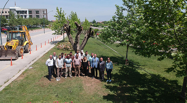 On Üç Adet Anıt Zeytin Ağacı PAÜ’de korunacak