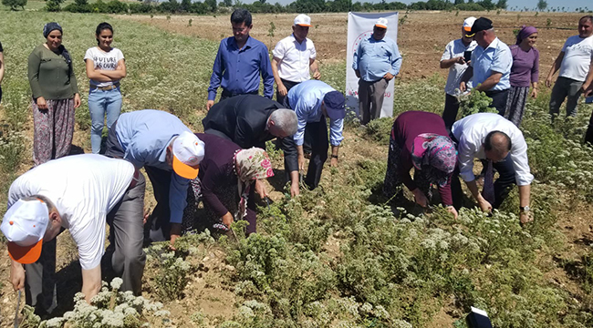 Pamukkalede Kekik Hasadı Başladı