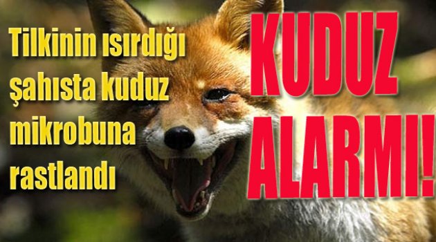 Acıpayam’da Kuduz Tilki Saldırdı