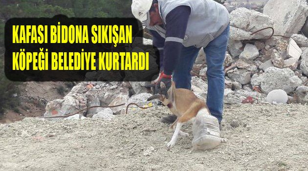 BAŞI BİDONA GEÇMİŞ HALDE BULUNDU