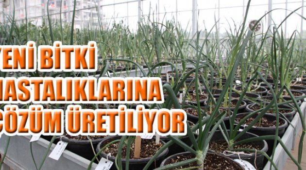 BİTKİ HASTALIKLARINA ÇÖZÜM ÜRETİLİYOR