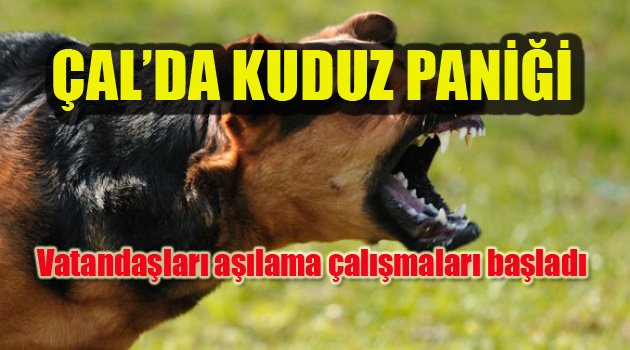 ÇAL'DA KUDUZ PANİĞİ GİDEREK BÜYÜYOR