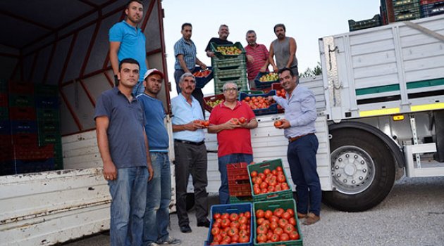Çameli domatesi Arabistan yolcusu