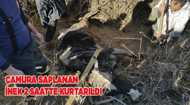 - Çamura saplanan inek 2 saatlik çalışmayla kurtarıldı