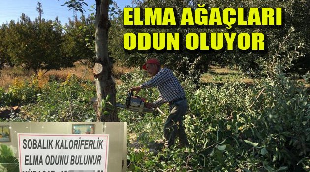 ÇİVRİL’DE ELMALAR ODUN OLUYOR