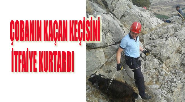 ÇOBAN KEÇİLERİ KAÇIRDI, İTFAİYE KURTARDI