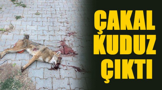 ÇOBANA VE KOYUNLARA SALDIRMIŞTI