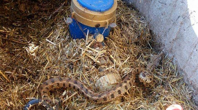 YILAN DESKİ GÖREVLİSİNİ KORKUTTU