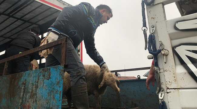 BAKLAN’DA GENÇ ÇİFTÇİLERE CANLI HAYVAN DAĞITIMI YAPILDI