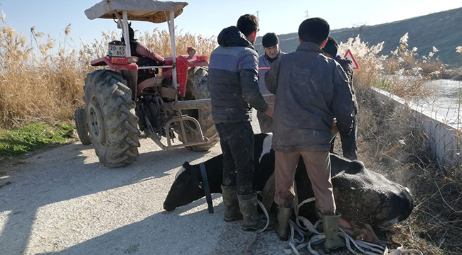 SU KANALINA DÜŞEN İNEĞİ İTFAİYE KURTARDI