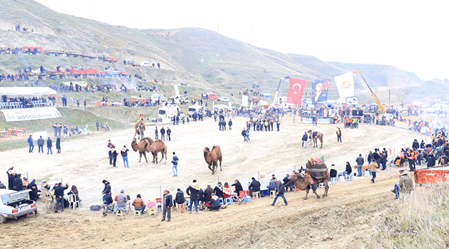 SARAYKÖY 35. GELENEKSEL DEVE GÜREŞLERİ FESTİVALİ