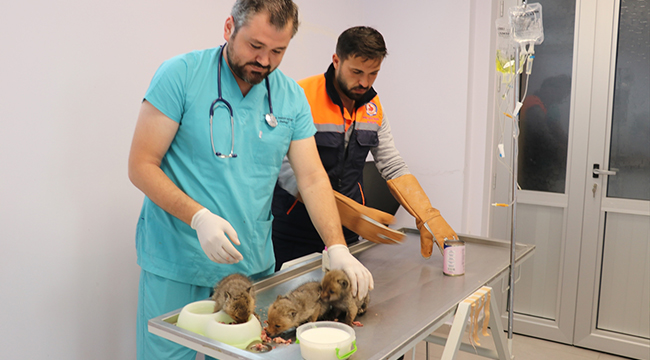 Büyükşehir Yavru Tilkilere Sahip Çıktı