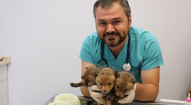 Büyükşehir Yavru Tilkilere Sahip Çıktı