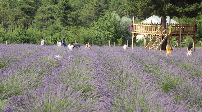 Lavanta Tarlasını Turizm Merkezi Oldu