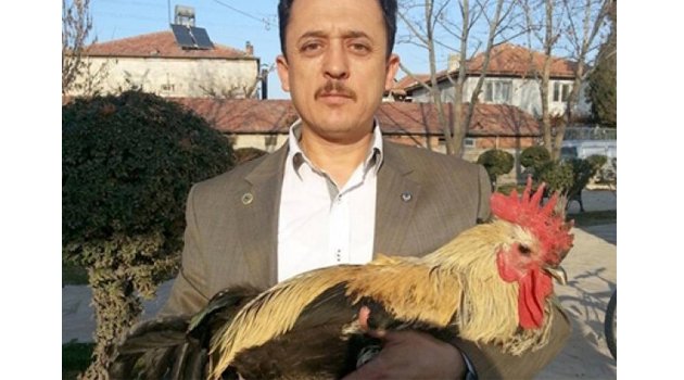 Denizli Horozu, federasyon çatısı altına giriyor