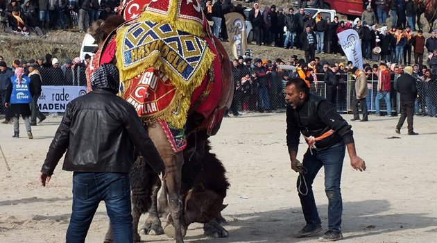 DEVE GÜREŞİ SEVERLER SOĞUĞA ALDIRMADI