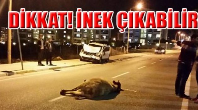 DİKKAT! İNEK ÇIKABİLİR