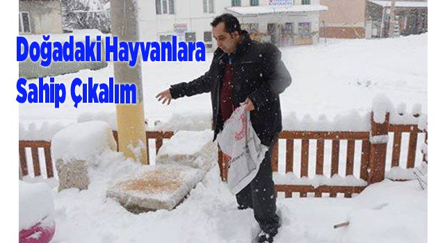 Doğadaki Hayvanlara Sahip Çıkalım