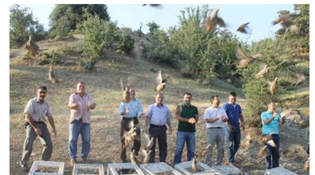 DOĞAYA 1000 KEKLİK BIRAKTILAR