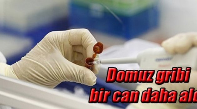 Domuz gribi bir can daha aldı