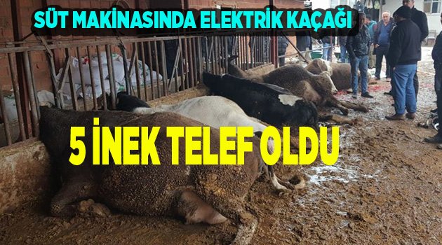 ELEKTİRİK KAÇAĞINDAN 5 İNEK DAHA TELEF OLDU