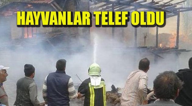 EV VE KOYUNLAR YANDI