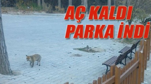 Her yerde yiyecek arıyor