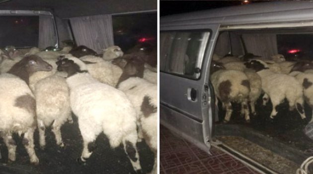 Honaz'da hayvan hırsızlığı
