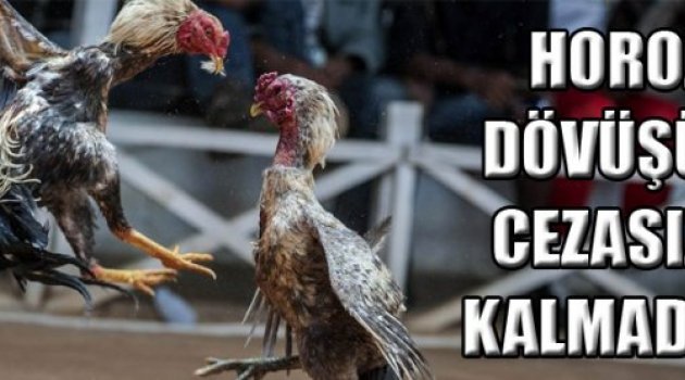 HOROZ DÖVÜŞÜ CEZASIZ KALMADI
